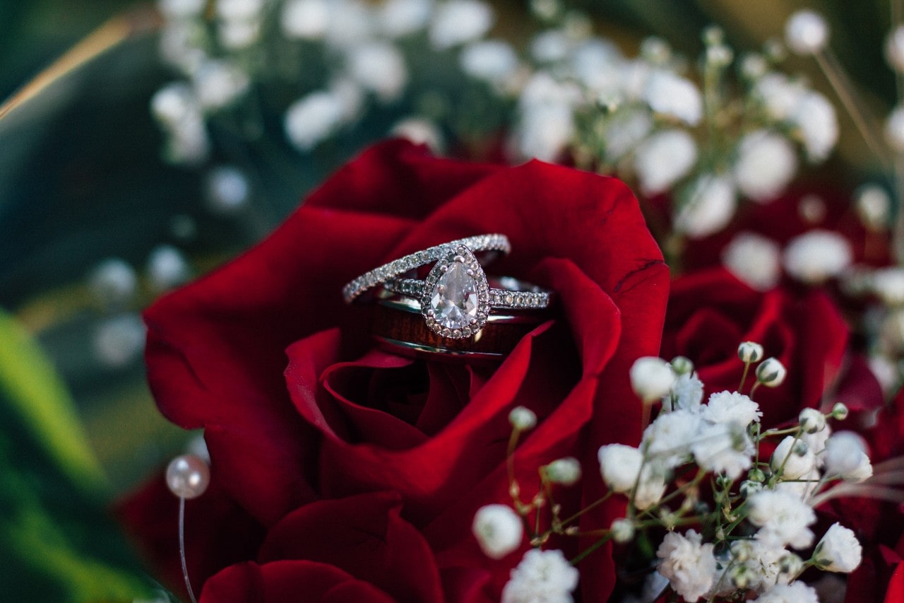 A pear shaped diamond halo engagement ring on top of the red rose.